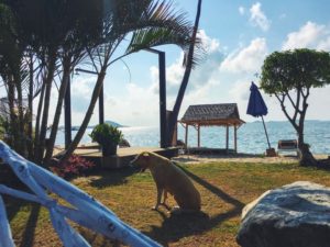 samui3